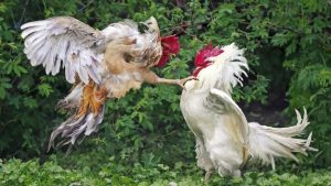 Keunggulan Hokiku88 dalam Dunia Sabung Ayam Online