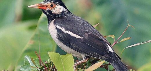 Daftar Gacor Terbaik: Tips Sukses Menjadi Penangkar Burung Profesional