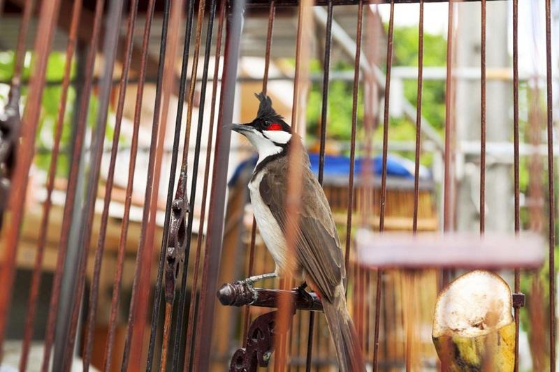 Daftar Gacor Terbaik: Tips Sukses Menjadi Penangkar Burung Profesional